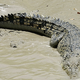 Illustration for article titled Indonesian Girl Swallowed by Crocodile as Her Father Watches Helplessly